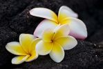 Anja_Plumeria_an_Vulkankste_640.jpg