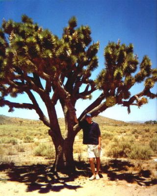 Joshua Tree
Schlüsselwörter: Joshua Tree, Mojave Wüste, Kalifornien, USA