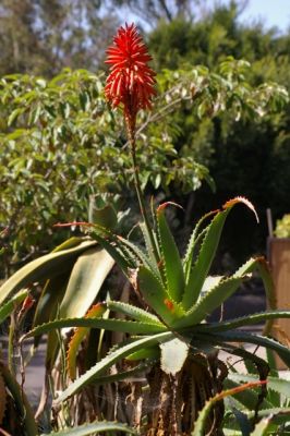 IMGP5040.JPG