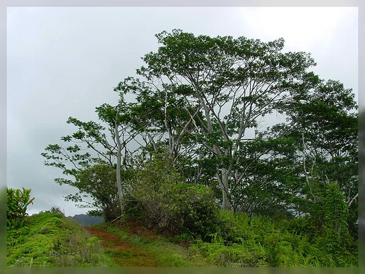 Hawai'i, Kaua'i, Kuilau Ridge Trail
