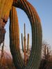 Saguaro-2.jpg