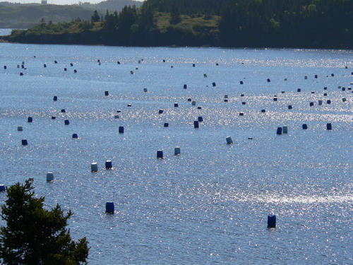 blauetonnen.jpg