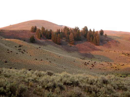 Das Lamar Valley...
...im Yellowstone N.P. kann mit so einer Abendstimmung sehr entspannend wirken nach einem aufregenden Tag mit Geysiren &Co., es sei denn, man entdeckt zu viele Tiere!  ;-)
