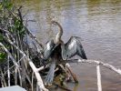 2006-07-05_Everglades_037.jpg