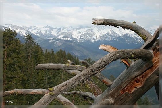 comp_Sequoia_NP_(24).jpg