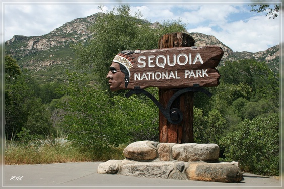 comp_Sequoia_NP_(48).jpg