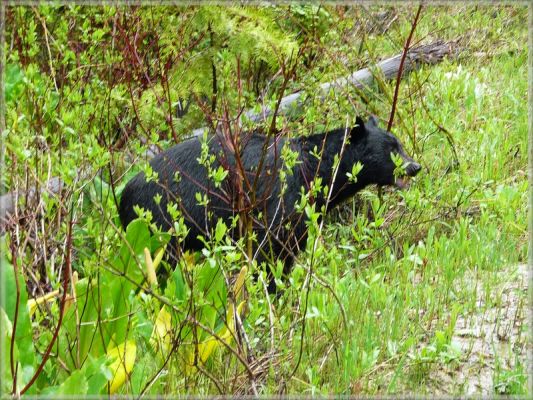 comp_42_Black_Bear_in_Wells_Gray_(17).jpg