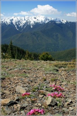 comp_444_Olympic_NP_Hurricane_Ridge_(44).jpg