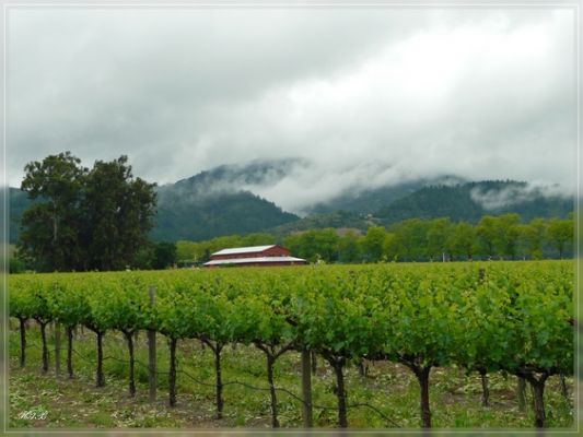 Napa Valley, CA
