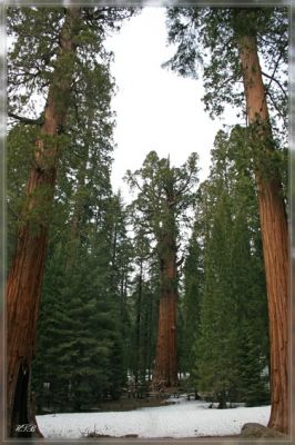 comp_Sequoia_NP_(6).jpg