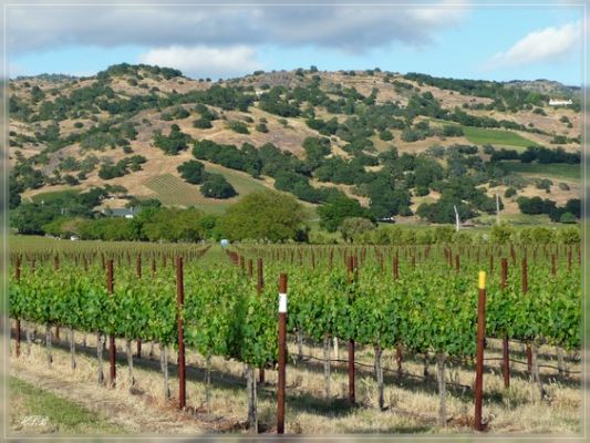 Silverado Trail / Napa Valley, CA 
