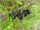comp_42_Black_Bear_in_Wells_Gray_(17).jpg