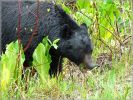 comp_43_Black_Bear_in_Wells_Gray_(26).jpg