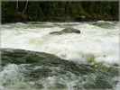 comp_52_Mushbowl___Dawson_Fall_(4).jpg