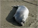San Simeon