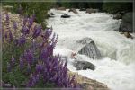 comp_Kings_Canyon_NP_(11).jpg