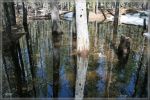 Lilly Ponds / Lassen Volcanic NP