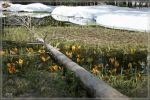 Lolly Ponds / Lassen Volcanic NP