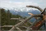 comp_Sequoia_NP_(24).jpg