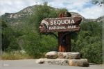 comp_Sequoia_NP_(48).jpg