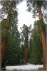 comp_Sequoia_NP_(6).jpg