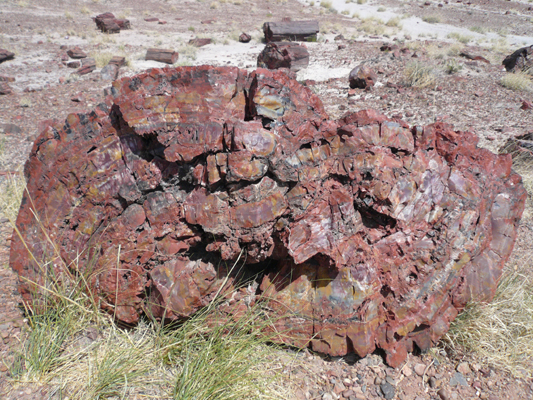 Petrified Forest
