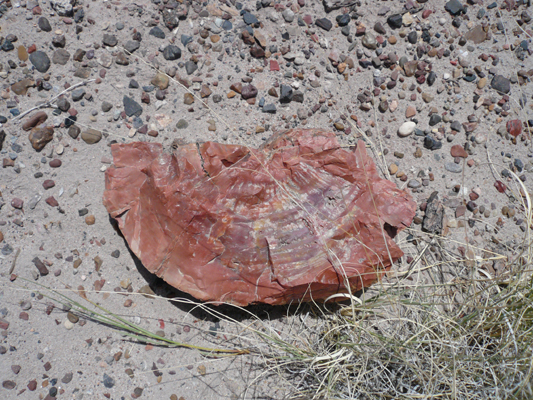 Petrified Forest
