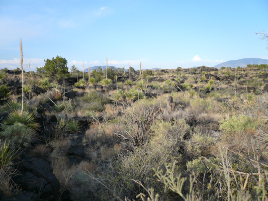 Valley of fires, NM
