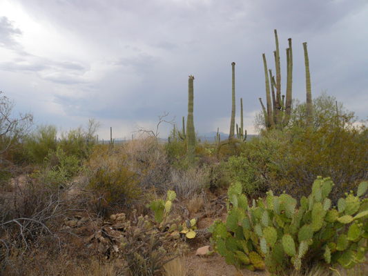 Saguaro NP
