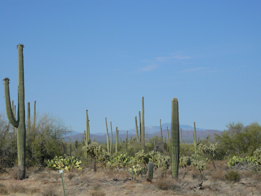 Saguaro NP
