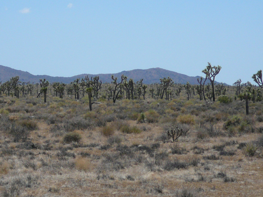 Joshua Tree NP
