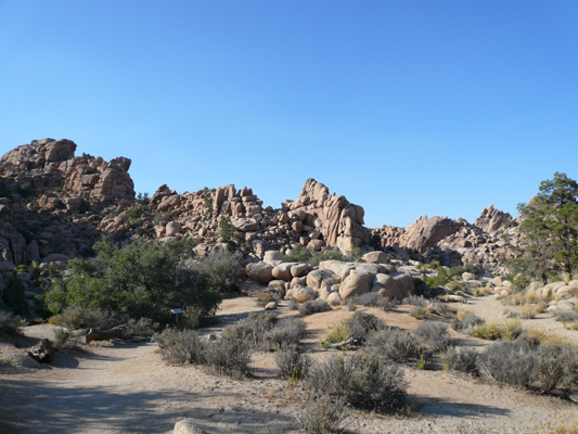 Joshua Tree NP
