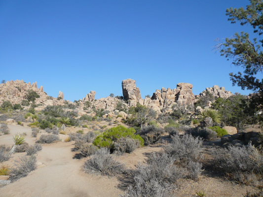 Joshua Tree NP
