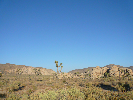 Joshua Tree NP
