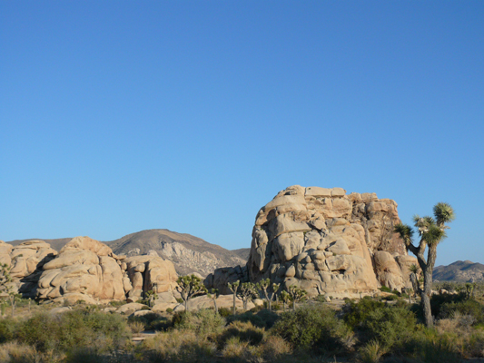 Joshua Tree NP

