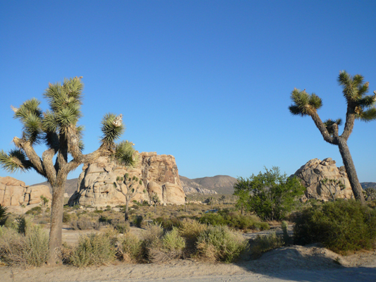Joshua Tree NP
