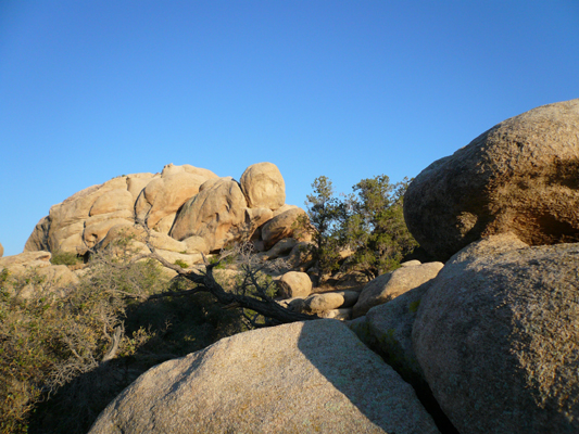 Joshua Tree NP
