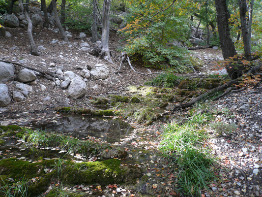Guadalupe Mtn NP
