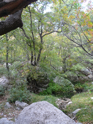 Guadalupe Mtn NP
