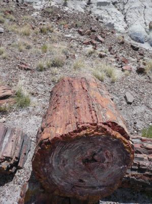 Petrified Forest
