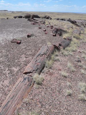 Petrified Forest
