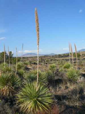 Valley of fires, NM
