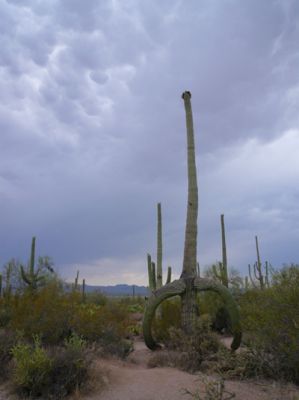 Saguaro NP
