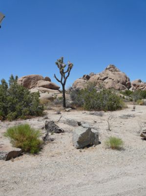 Joshua Tree NP

