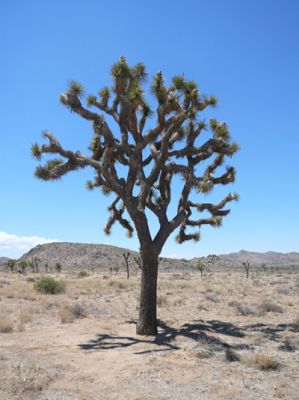 Joshua Tree NP

