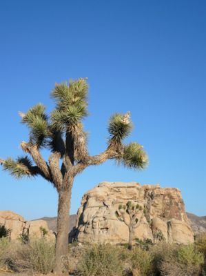 Joshua Tree NP
