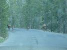Yellowstone NP
