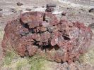 Petrified Forest