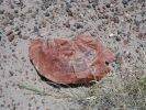 Petrified Forest