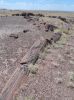 Petrified Forest